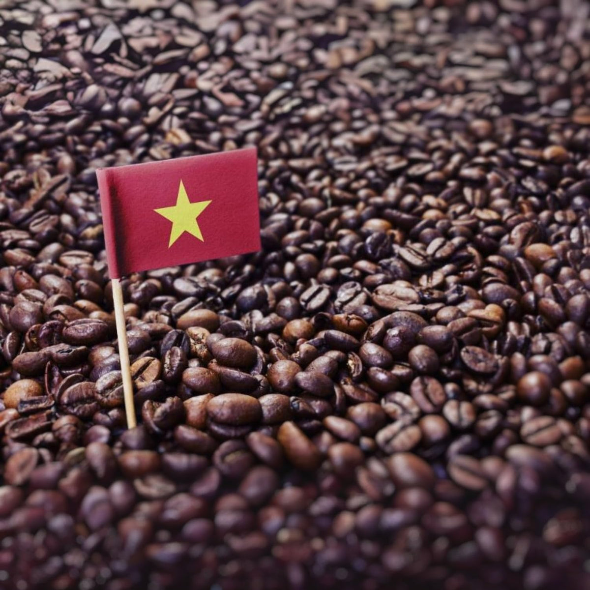 Kaya Kopi Premium Indonesian Kopi Luwak Arabica Coffee Beans