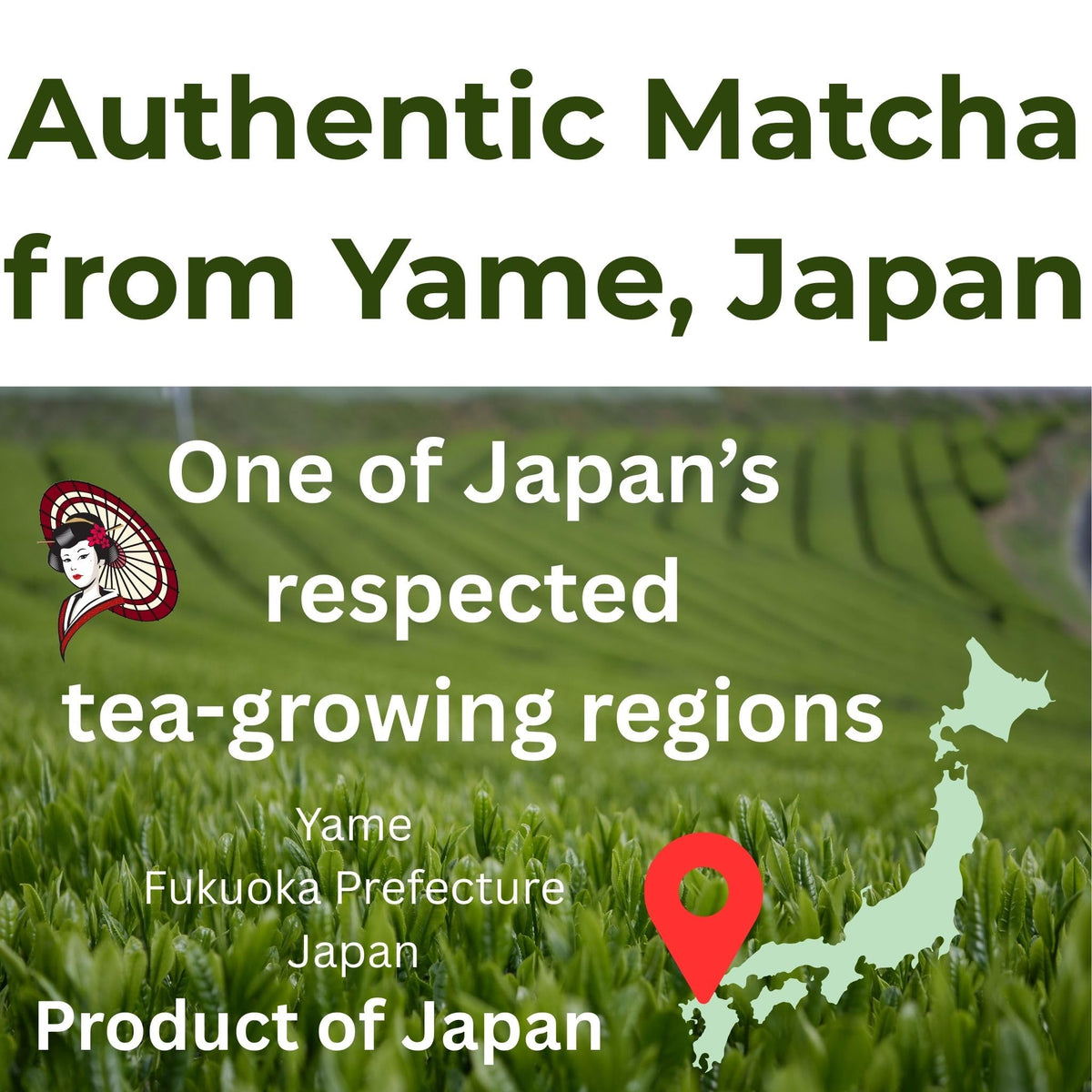 Japanese Culinary Matcha Powder from Yame for Lattes & Baking